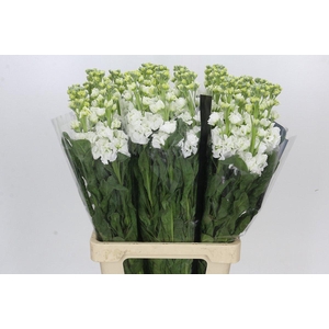 Matthiola Iron White