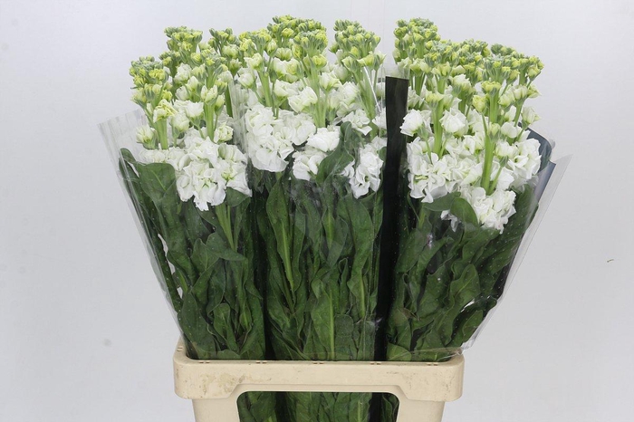 <h4>Matthiola Iron White</h4>