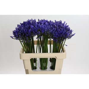 Agapanthus Uri