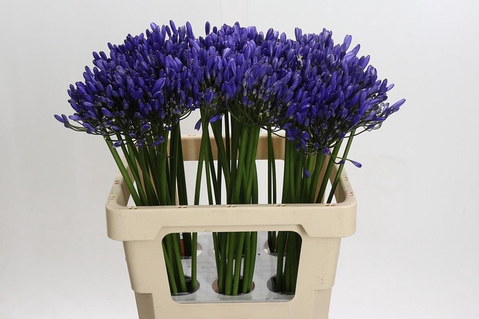 <h4>Agapanthus Uri</h4>