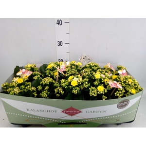 Kalanchoe blos. 'Mozaic Tweed'
