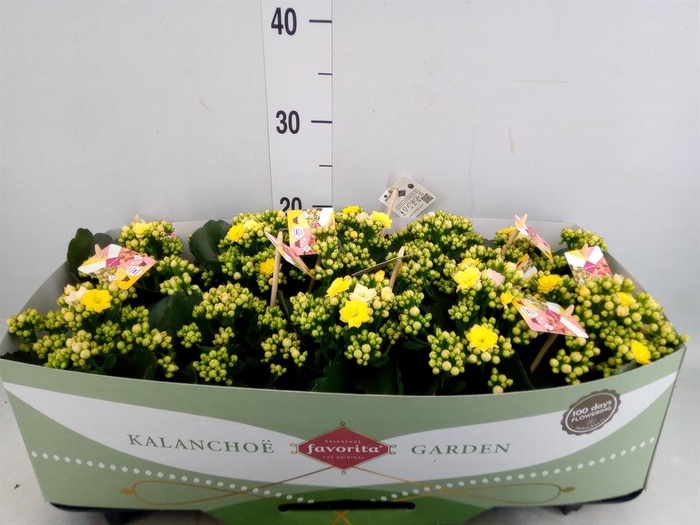 Kalanchoe blos. 'Mozaic Tweed'