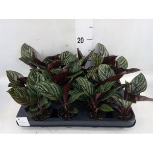 Calathea   ...