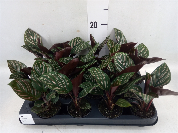 <h4>Calathea   ...</h4>