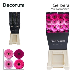 Gerbera Mix Romance Diamond