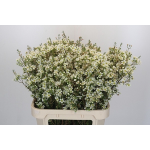 Chamelaucium Ivory Pearl