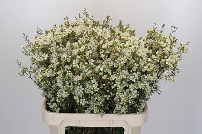 <h4>Chamelaucium Ivory Pearl</h4>