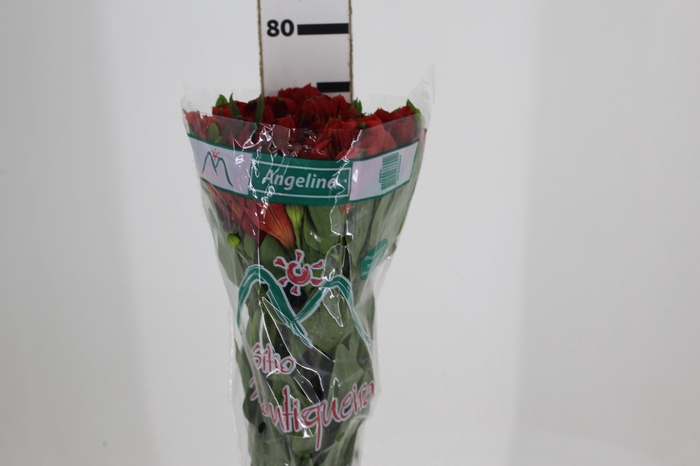 <h4>ALSTROEMERIA ANGELINA 080 CM</h4>