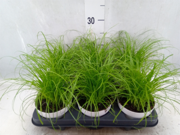 <h4>Cyperus alternifolius 'Zumula'</h4>