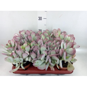 Cotyledon  'Coral'