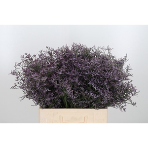 Limon Safora Lilac