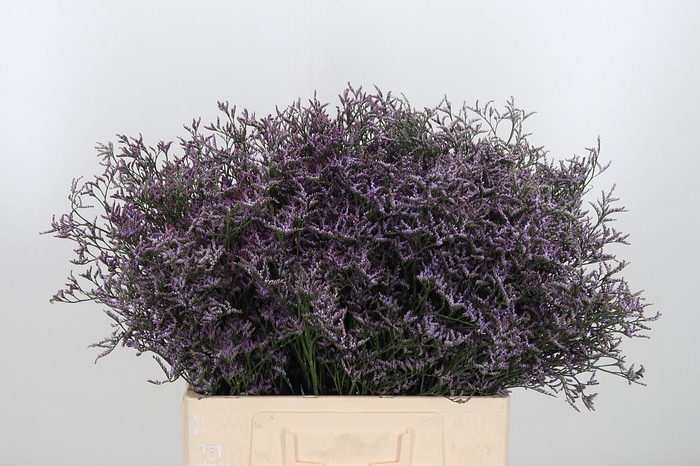 <h4>Limon Safora Lilac</h4>