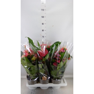 Anthurium   ...mix 4