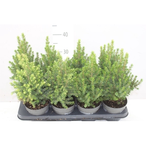 Picea Gl Perfecta