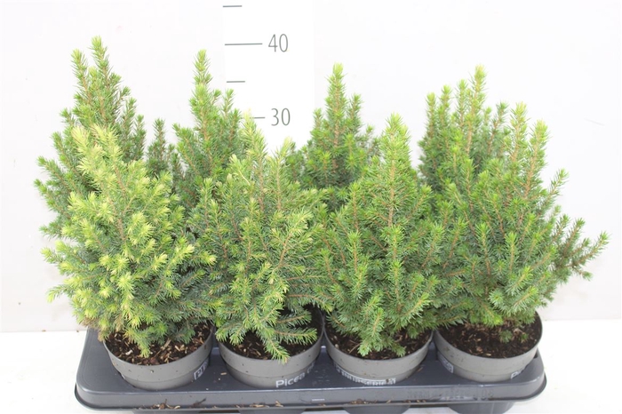 <h4>Picea Gl Perfecta</h4>