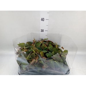 Philodendron scand.