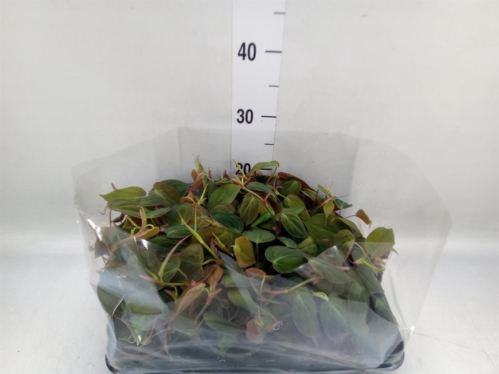 <h4>Philodendron scand.</h4>