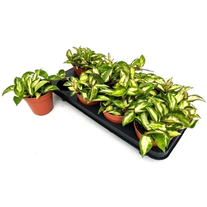HOYA C TRICOLOR