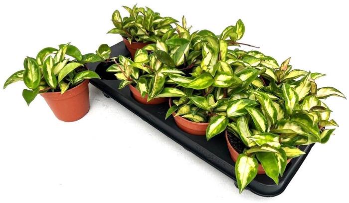 <h4>HOYA C TRICOLOR</h4>