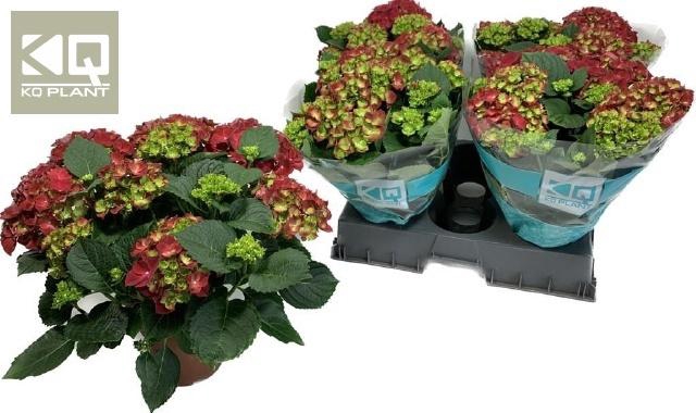 <h4>HYDR M HI FIRE</h4>