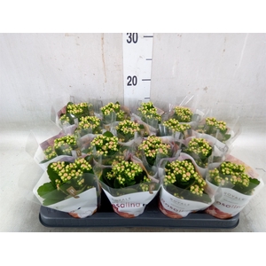 Kalanchoe blos. 'RosDon Alano'