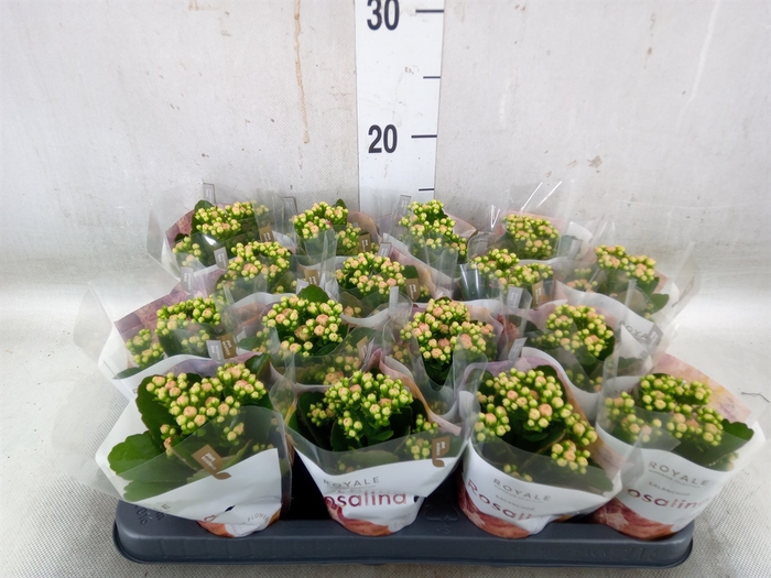 <h4>Kalanchoe blos. 'RosDon Alano'</h4>