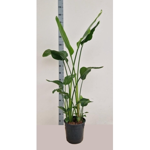 STRELITZIA ALBA