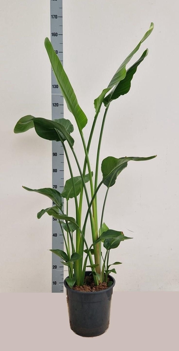 <h4>STRELITZIA ALBA</h4>