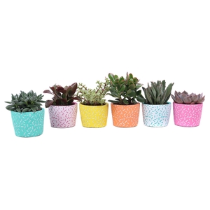 Succulent mix 10,5 cm in Merida sierpot