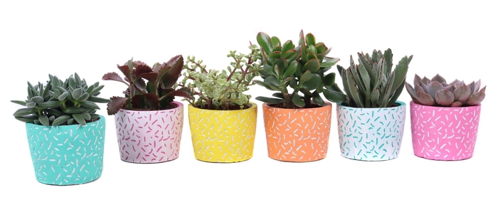 <h4>Succulent mix 10,5 cm in Merida sierpot</h4>