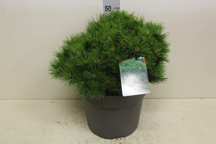 <h4>Pinus densiflora 'Low Glow' P32 potgedrukt</h4>