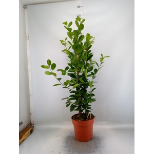 Ficus microcarpa 'Moclame'