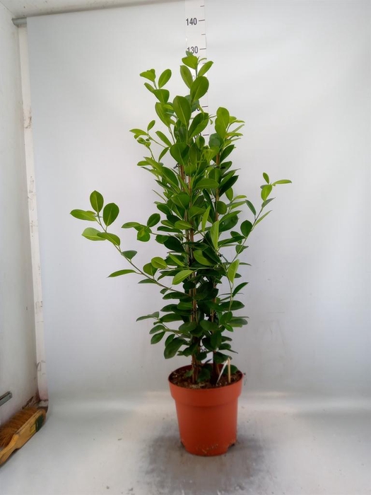 <h4>Ficus microcarpa 'Moclame'</h4>