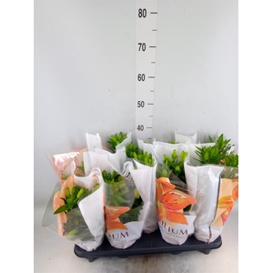 Lilium asia.   ...mix