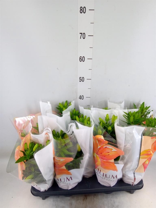 <h4>Lilium asia.   ...mix</h4>