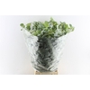 Euca Cinerea Per Bunch 10 Stems Selected