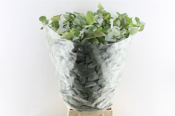 Euca Cinerea Per Bunch 10 Stems Selected