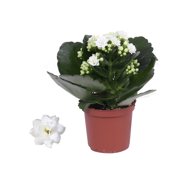 <h4>Kalanchoe Rosalina 07cm Don Dione wit, Zonder hoes</h4>