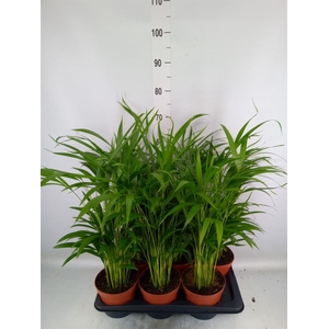 Dypsis lutescens   ...Chrysalidoca