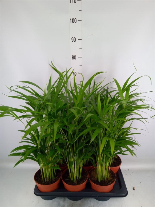 <h4>Dypsis lutescens ...Chrysalidoca</h4>