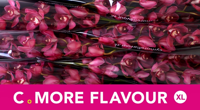 <h4>CYMB T RED DREAM</h4>