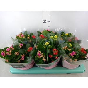 Kalanchoe blos.   ..rosebud mix/pot