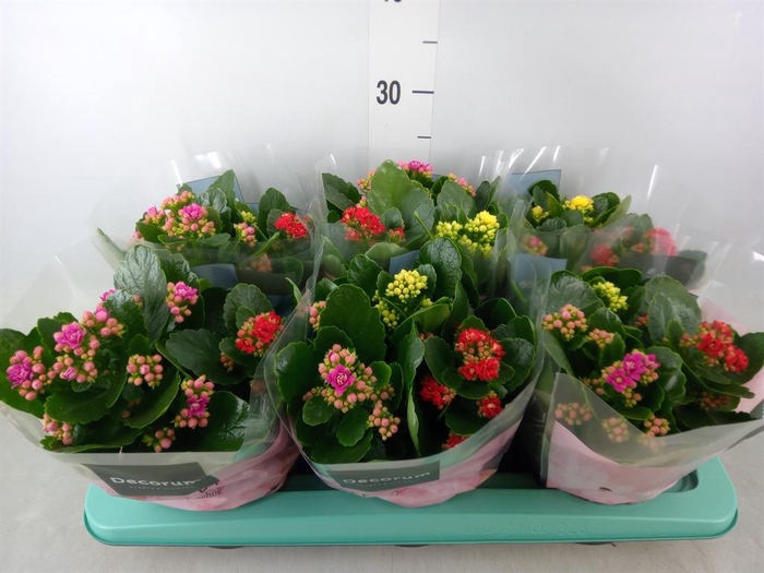 <h4>Kalanchoe blos.   ..rosebud mix/pot</h4>