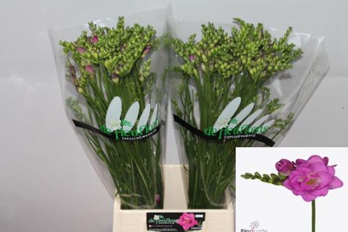 <h4>Freesia du Cherise</h4>