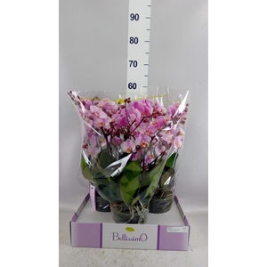 Phalaenopsis multi.   ...rose