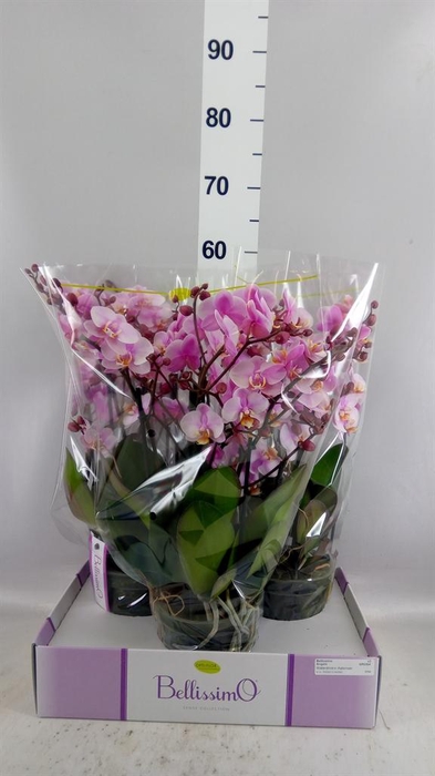 <h4>Phalaenopsis multi.   ...rose</h4>