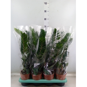 Zamioculcas zamiifolia
