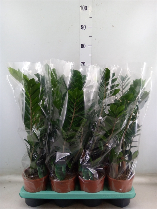 <h4>Zamioculcas zamiifolia</h4>