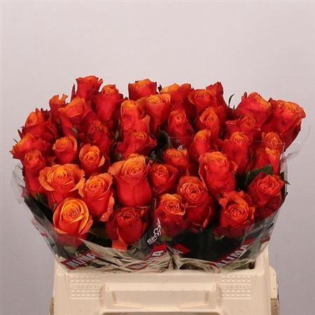 <h4>R Gr Espana@</h4>