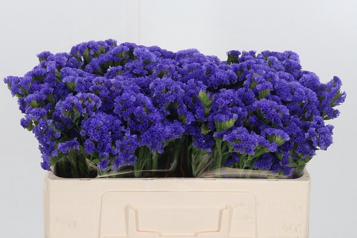 <h4>Lim S Pippa Wings</h4>